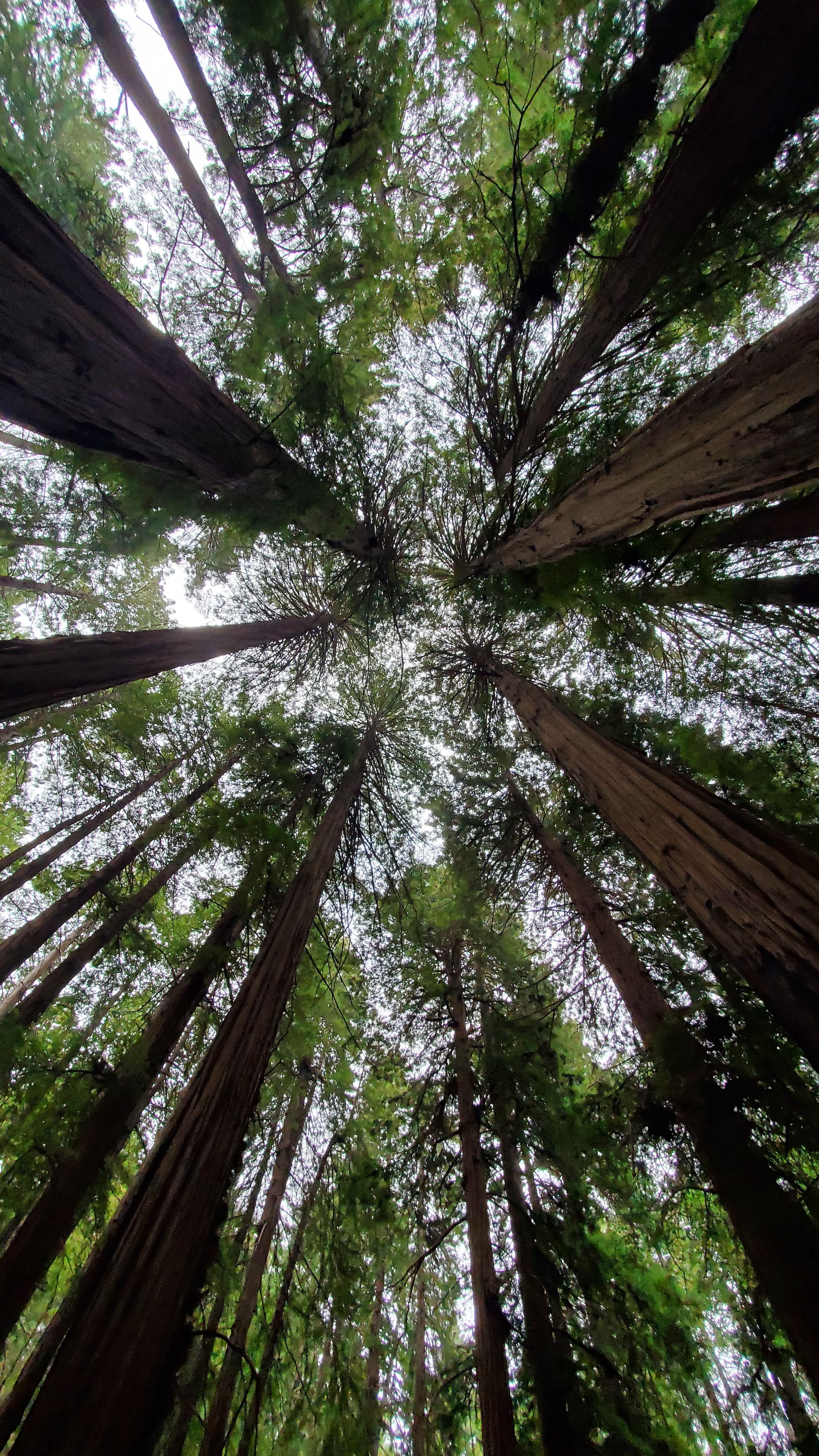 Stars Like I've Never Seen